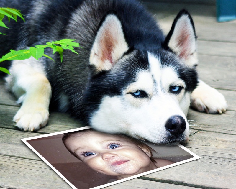 No haga Jarra en caso fotomontajes con perros Siberian Husky Archives - Fotomontajes Gratis | Fotomontajes  Gratis - Como hacer fotomontajes gratis