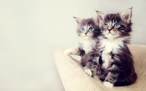 cute_kittens-wide