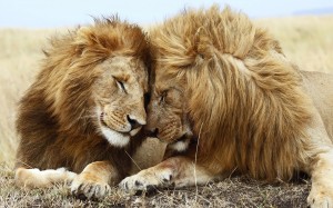 lions_pair-wide